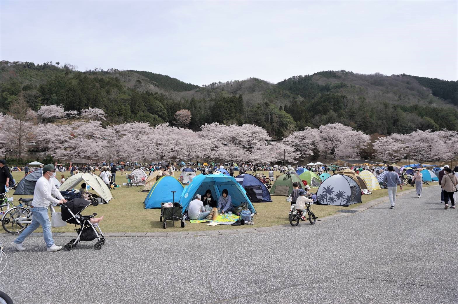 土師ダムの桜