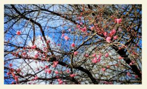 看護師外出同行　外出付き添い　お買い物同行　高齢者施設見守り　外食同行　外食付き添い　歩行器　杖歩行　車椅子　シルバーカー　トイレ介助　広島市　介護保険適応外サービス　　保険外サービス 介護靴　介護シューズ 通院付き添い　受診同行　診察室付き添い　外出同行　薬局付き添い　外出付き添い　外食同行　歩行器　杖歩行　車椅子　シルバーカー　トイレ介助　看護師　　介護保険適応外サービス　保険外サービス　　診察室同行　がん相談支援センター付き添い　高齢者施設　見守り　お話相手　脳トレ　散歩