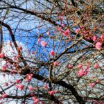 看護師外出同行　外出付き添い　お買い物同行　高齢者施設見守り　外食同行　外食付き添い　歩行器　杖歩行　車椅子　シルバーカー　トイレ介助　広島市　介護保険適応外サービス　　保険外サービス 介護靴　介護シューズ 通院付き添い　受診同行　診察室付き添い　外出同行　薬局付き添い　外出付き添い　外食同行　歩行器　杖歩行　車椅子　シルバーカー　トイレ介助　看護師　　介護保険適応外サービス　保険外サービス　　診察室同行　がん相談支援センター付き添い　高齢者施設　見守り　お話相手　脳トレ　散歩