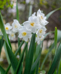 遠距離介護　看護師外出同行　外出付き添い　お買い物同行　高齢者施設見守り　外食同行　外食付き添い　歩行器　杖歩行　車椅子　シルバーカー　トイレ介助　広島市　介護保険適応外サービス　　保険外サービス 介護靴　介護シューズ 通院付き添い　受診同行　診察室付き添い　外出同行　薬局付き添い　外出付き添い　外食同行　歩行器　杖歩行　車椅子　シルバーカー　トイレ介助　看護師　　介護保険適応外サービス　保険外サービス　　診察室同行　がん相談支援センター付き添い　高齢者施設　見守り　お話相手